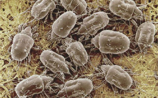 Dust mites